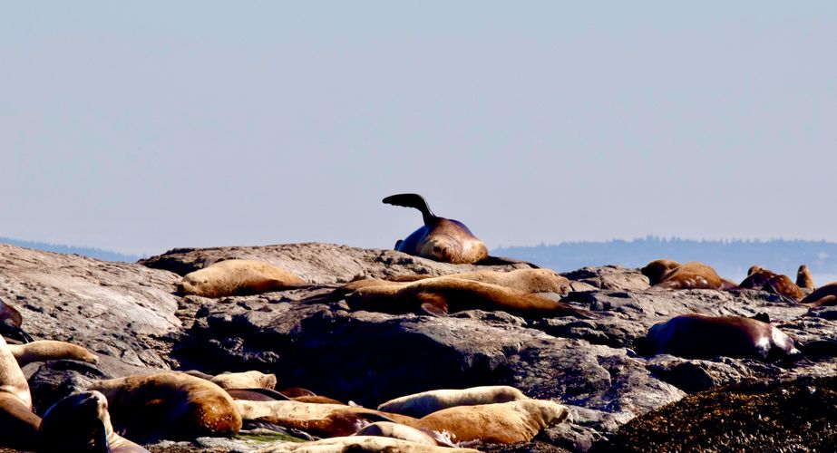 Steller zeeleeuw rondreis Canada Steller zeeleeuw rondreis Canada